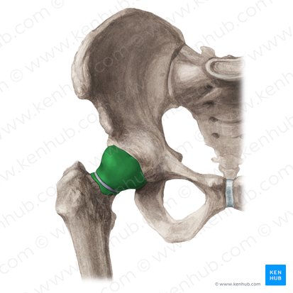 Membrana sinovial de la articulación coxofemoral (Membrana synovialis articulationis coxae); Imagen: Liene Znotina