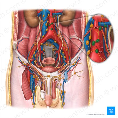 Left lumbar lymph nodes (Nodi lymphoidei lumbales sinistri); Image: Esther Gollan