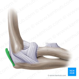 Tendón distal del músculo tríceps braquial (Tendo distalis musculi tricipitis brachii); Imagen: Paul Kim