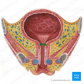 Ostium internum urethrae (Innere Öffnung der Harnröhre); Bild: Irina Münstermann