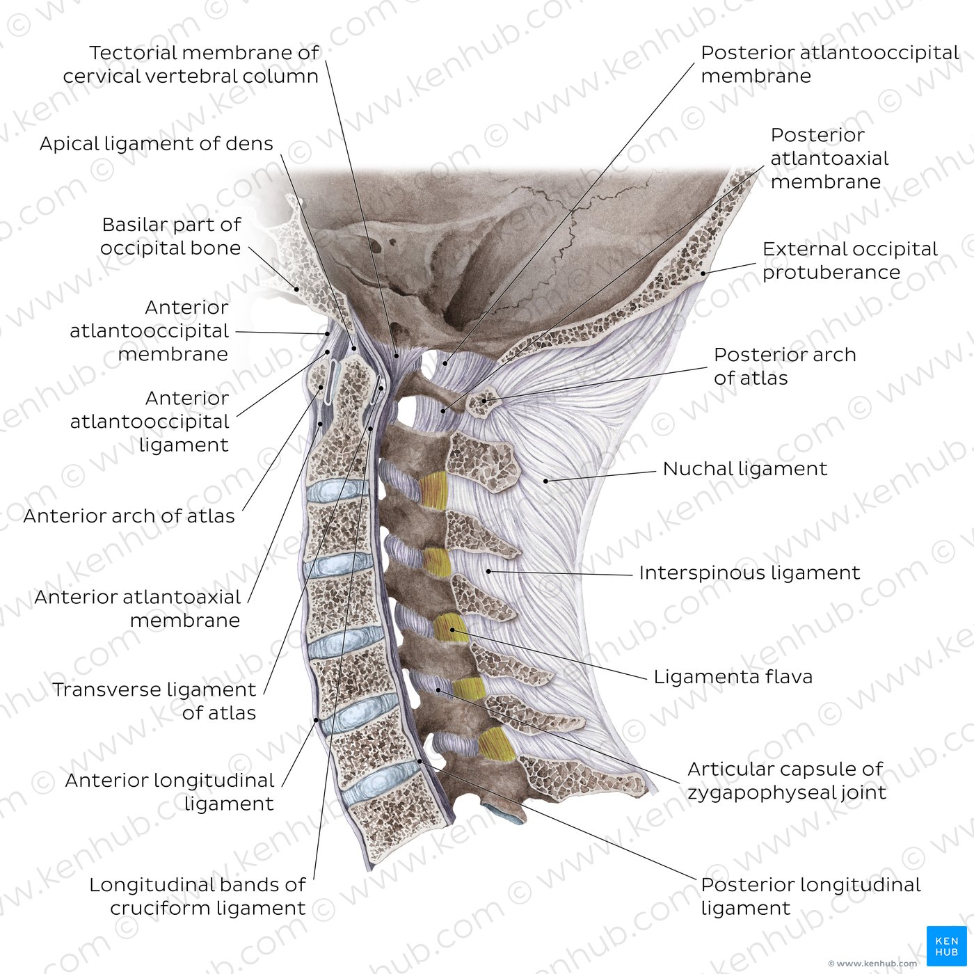 Thoracic Vertebrae (Thoracic Spine) – Anatomy & Labeled Diagram