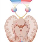 Neuroanatomia