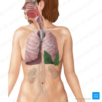 Lobus inferior pulmonis sinistri (Unterlappen der linken Lunge); Bild: Begoña Rodriguez