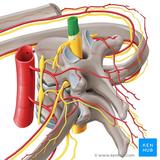 Spinal cord - lateral left view.