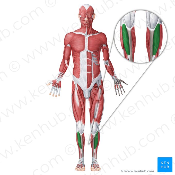 Tibialis anterior muscle (Musculus tibialis anterior); Image: Irina Münstermann