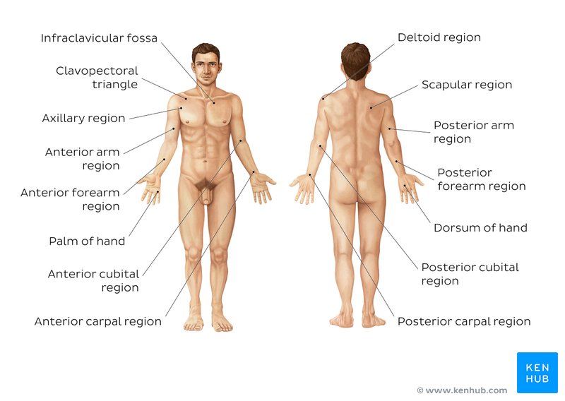 Regions of the upper limb - anterior and posterior views