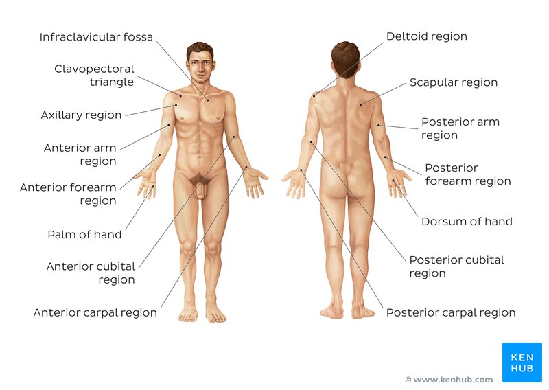 Regions of the upper limb - anterior and posterior views