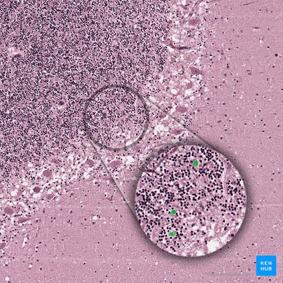 Golgi cells; Image: 