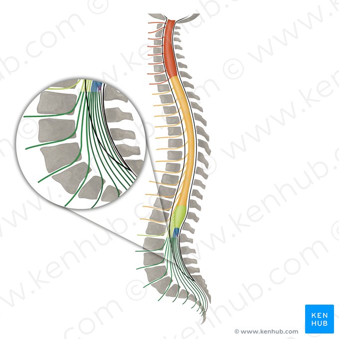 Cauda equina; Image: Irina Münstermann