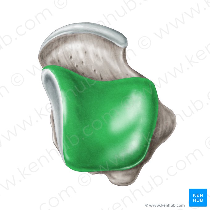 Superior facet of talus (Facies superior ossis tali); Image: Samantha Zimmerman