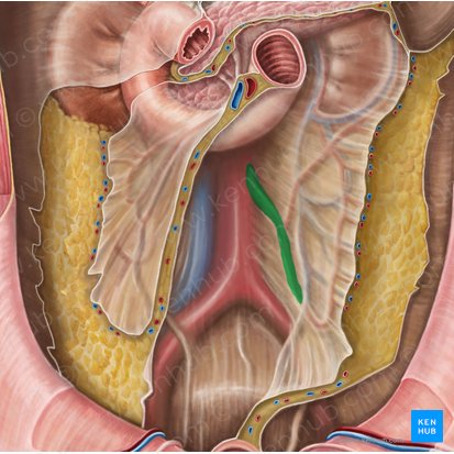 Arteria mesentérica inferior (Arteria mesenterica inferior); Imagen: Irina Münstermann