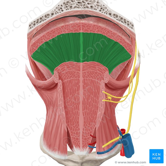 Vertical muscle of tongue (Musculus verticalis linguae); Image: Begoña Rodriguez