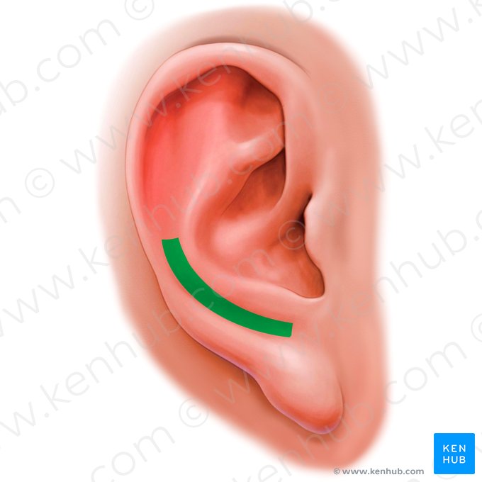 Surco posterior de la oreja (Sulcus posterior auriculae); Imagen: Paul Kim