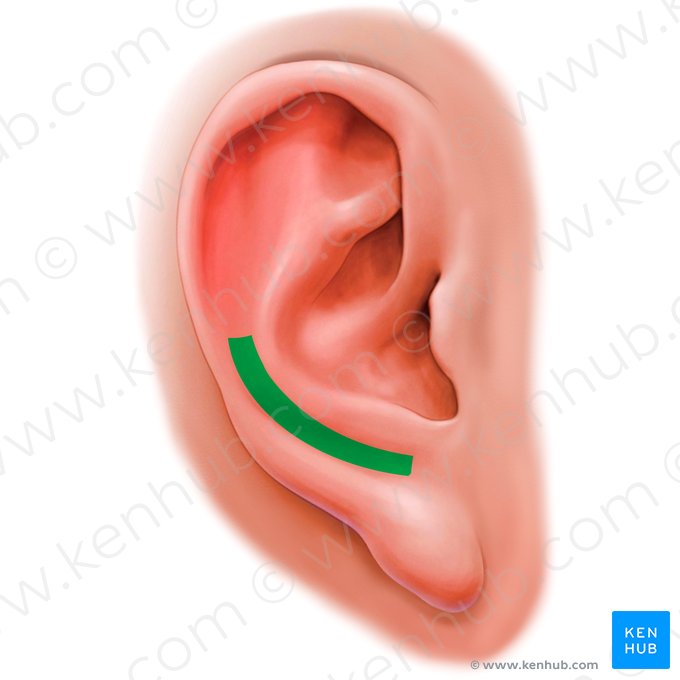 Sulcus posterior auriculae (Hintere Ohrgrube); Bild: Paul Kim