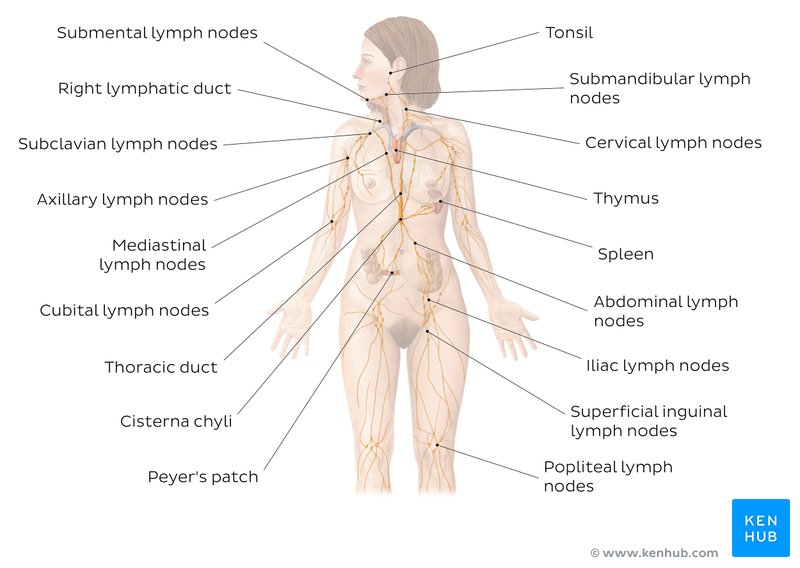Lymphatic vessels (diagram)