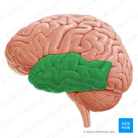 Lóbulo temporal (Lobus temporalis); Imagen: Paul Kim