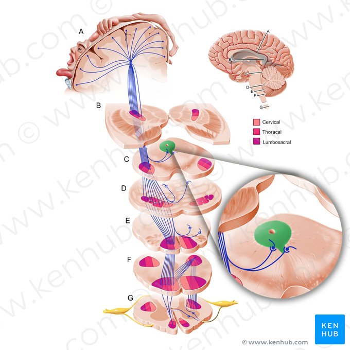 Substância cinzenta periaquedutal (Substantia grisea periaquaeductalis); Imagem: Paul Kim