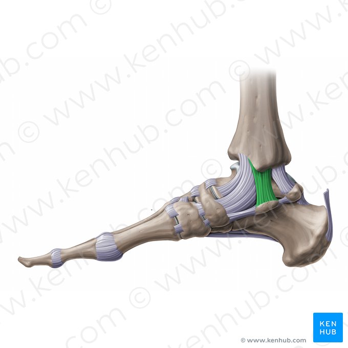 Ligamento tibiocalcáneo (Ligamentum tibiocalcaneare); Imagen: Paul Kim