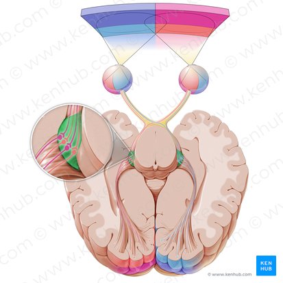 Lateral geniculate body (Corpus geniculatum laterale); Image: Paul Kim