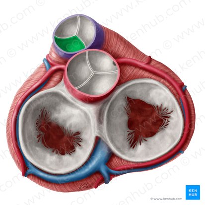 Cúspide semilunar esquerda da valva pulmonar (Valvula semilunaris sinistra valvae trunci pulmonalis); Imagem: Yousun Koh