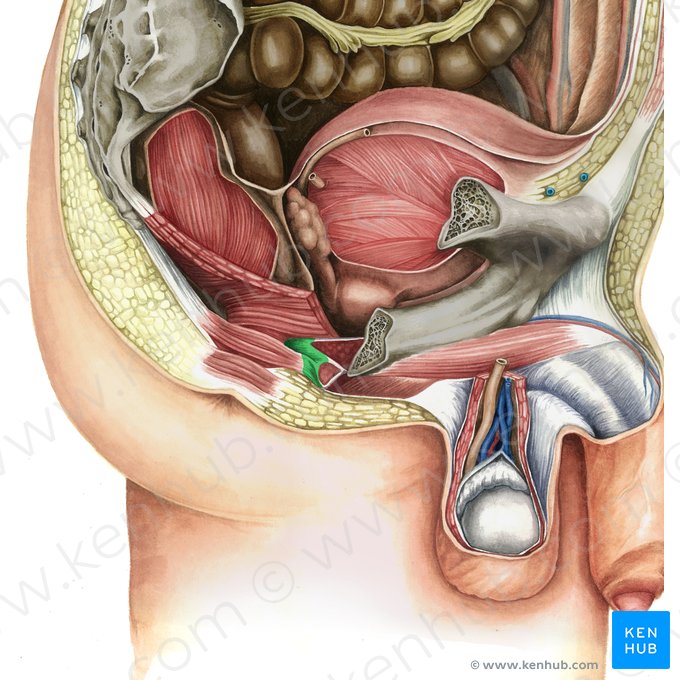 Anatomía del Perineo (Perineum Anatomy): Image Details - NCI Visuals Online