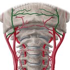 Arteria facialis (Gesichtsarterie)