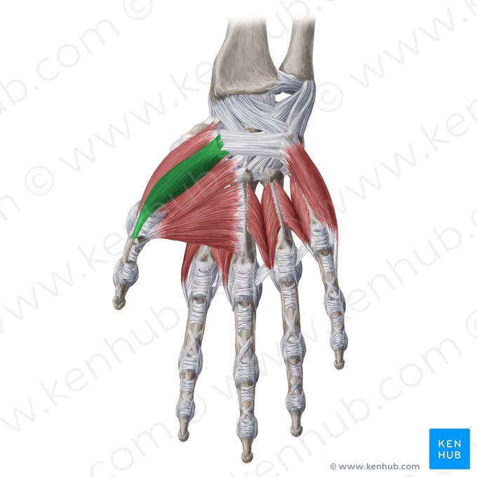 Cabeça superficial do músculo flexor curto do polegar (Caput superficiale musculi flexoris pollicis brevis); Imagem: Yousun Koh