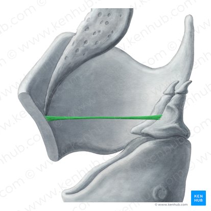 Vestibular ligament (Ligamentum vestibulare); Image: Yousun Koh