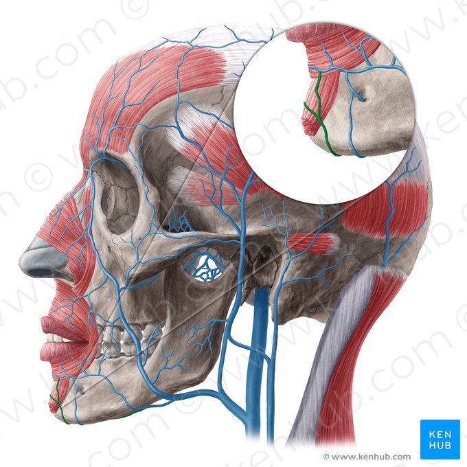 Submental vein (Vena submentalis); Image: Yousun Koh