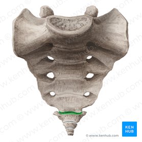 Sacrococcygeal joint (Articulatio sacrococcygea); Image: Liene Znotina