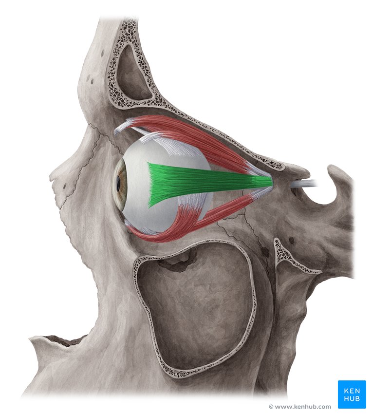 Lateral rectus muscle - lateral-left view