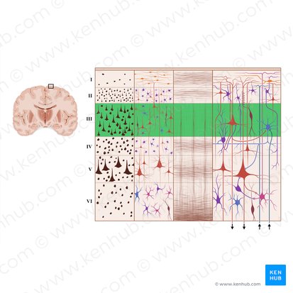 Capa piramidal externa de la corteza cerebral (Lamina pyramidalis externa); Imagen: Paul Kim