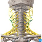 Transverse cervical nerve