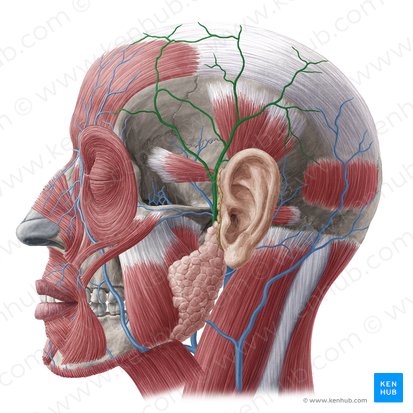 Superficial temporal vein (Vena temporalis superficialis); Image: Yousun Koh