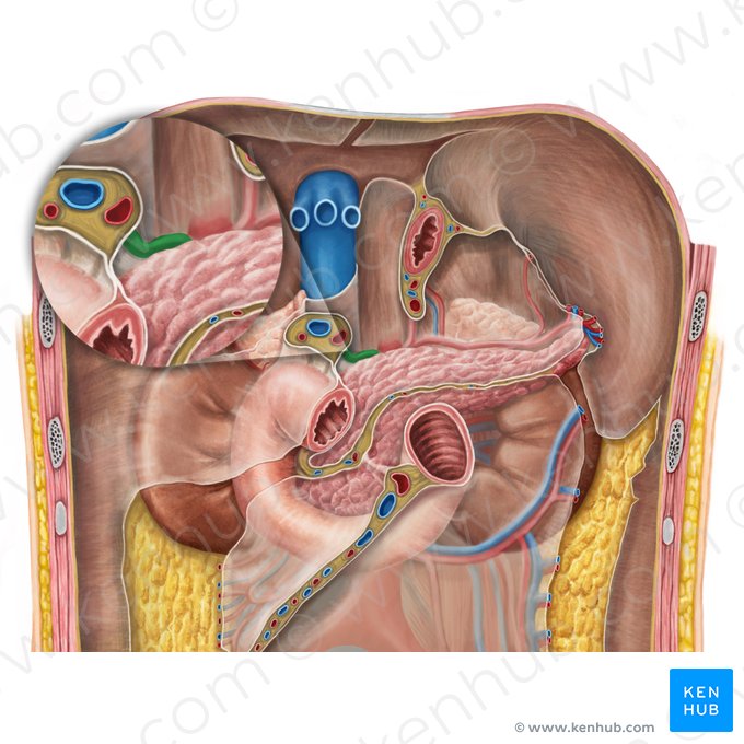 Common hepatic artery (Arteria hepatica communis); Image: Irina Münstermann