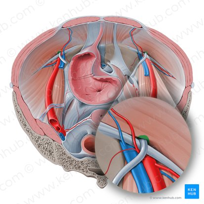 Anel inguinal profundo (Anulus inguinalis profundus); Imagem: Paul Kim