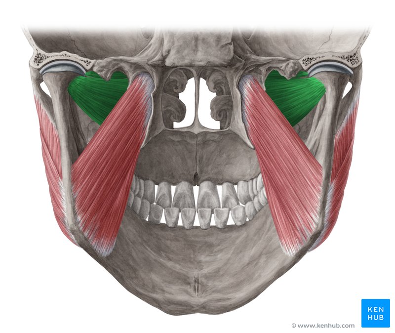 Músculo pterigoide lateral - vista posterior