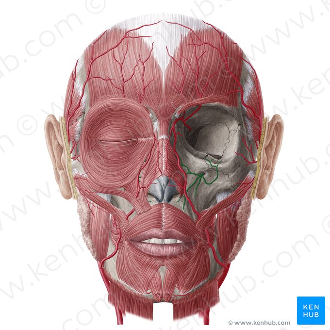 Infraorbital artery (Arteria infraorbitalis); Image: Yousun Koh