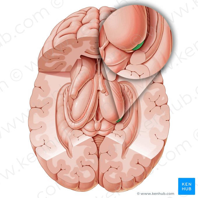 Corpo geniculado lateral (Corpus geniculatum laterale); Imagem: Paul Kim