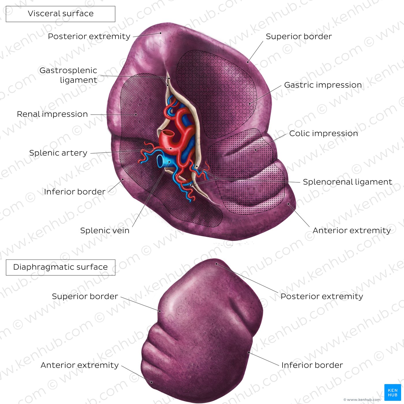 Surface anatomy of the spleen