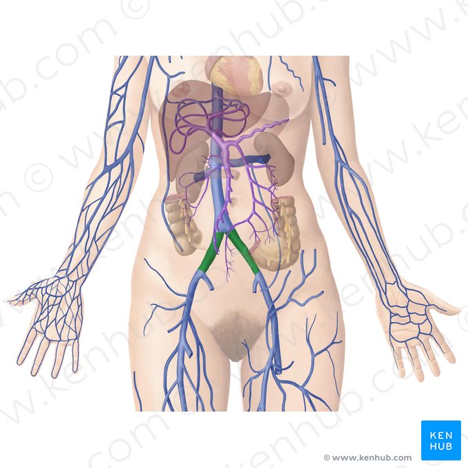 Common iliac vein (Vena iliaca communis); Image: Begoña Rodriguez