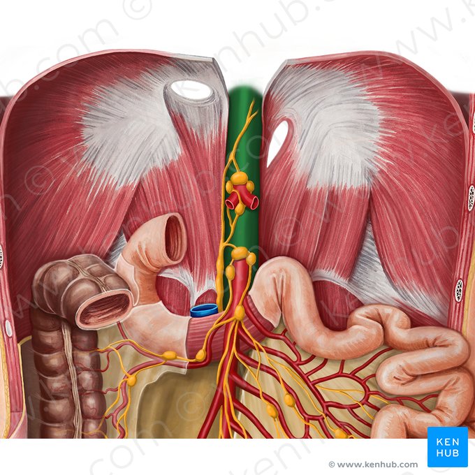 Aorta abdominal (Aorta abdominalis); Imagem: Irina Münstermann