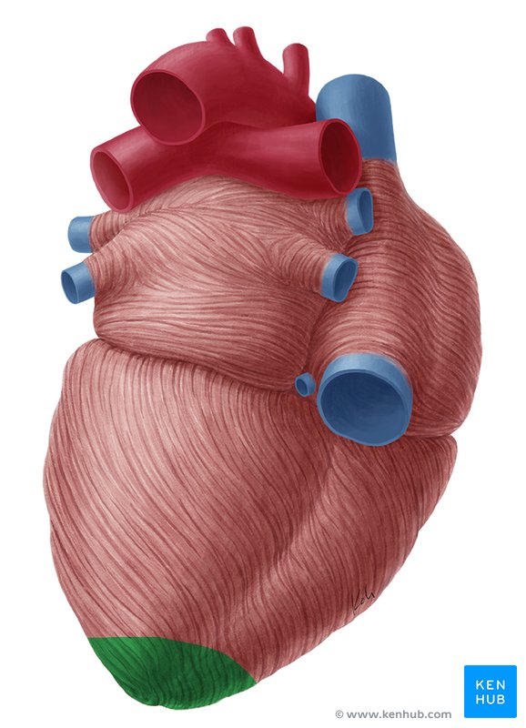 Cardiac apex - posterior view