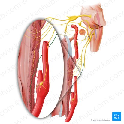 Ramo faríngeo del nervio vago (Ramus pharyngeus nervi vagi); Imagen: Paul Kim