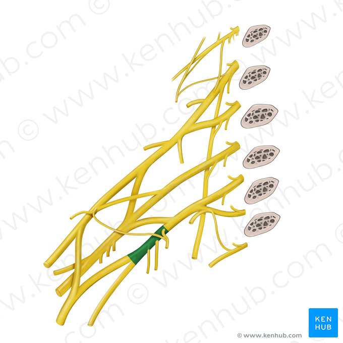 Fascículo medial del plexo braquial (Fasciculus medialis plexus brachialis); Imagen: Begoña Rodriguez