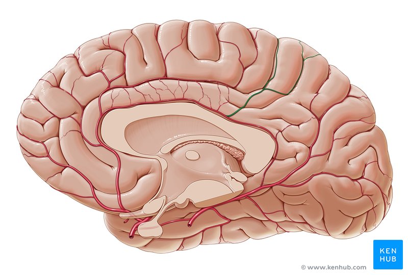 Precuneal branches of pericallosal artery - medial view