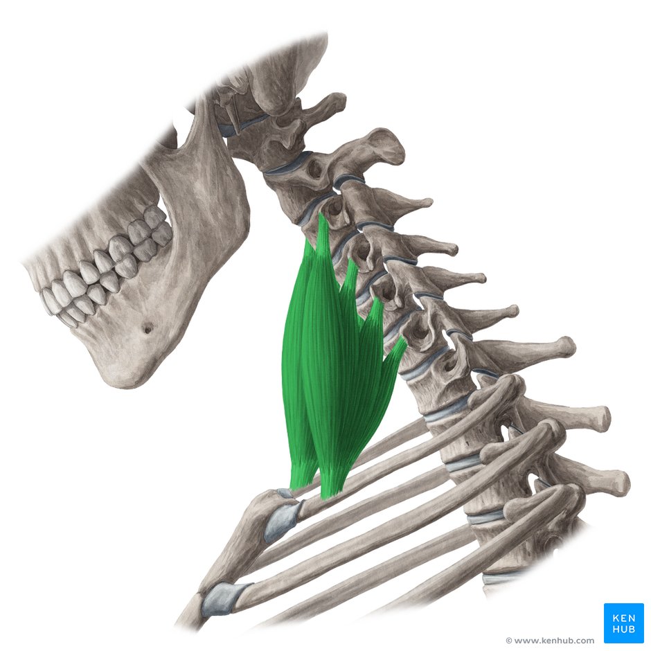 Musculus scalenus anterior