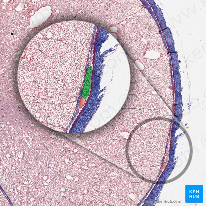 Filete radicular de la raíz anterior (Radicula radicis anterior); Imagen: 