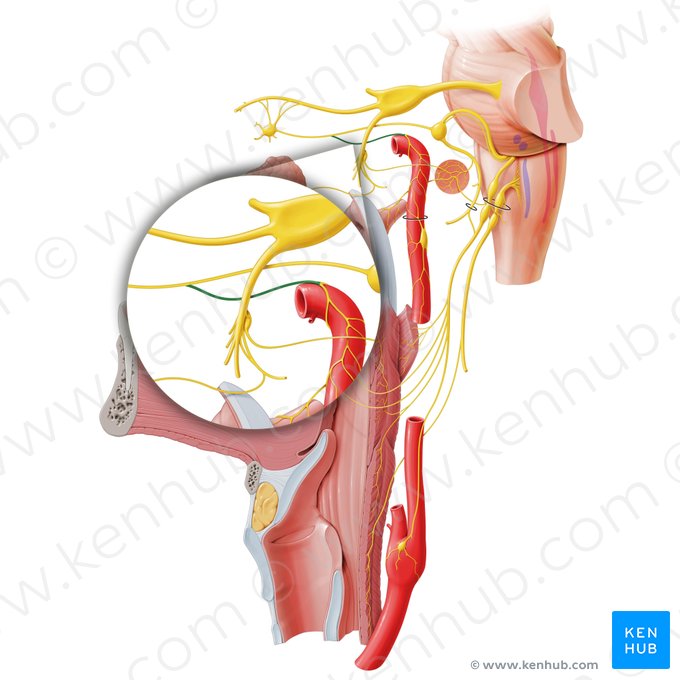 Deep petrosal nerve (Nervus petrosus profundus); Image: Paul Kim