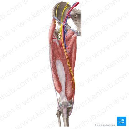 Lateral circumflex femoral artery (Arteria circumflexa lateralis femoralis); Image: Liene Znotina